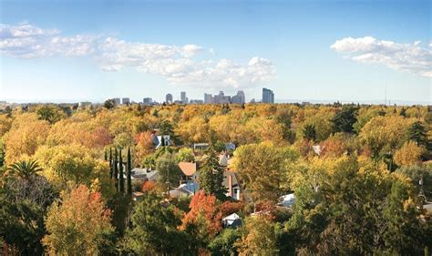 sacramento city of trees|city of sacramento tree ordinance.